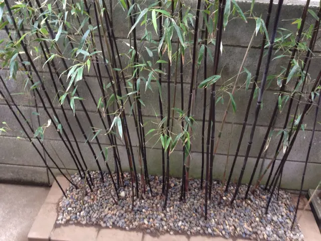 ◇植え込みの剪定◇職人が作業終了まで丁寧に対応します！サービスの画像