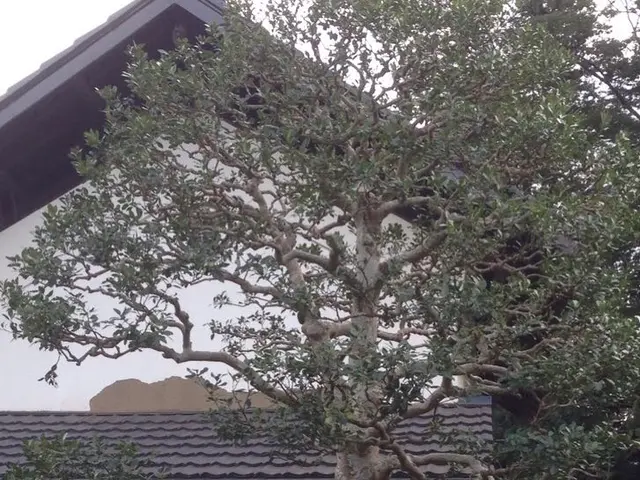 ◇植え込みの剪定◇職人が作業終了まで丁寧に対応します！サービスの画像