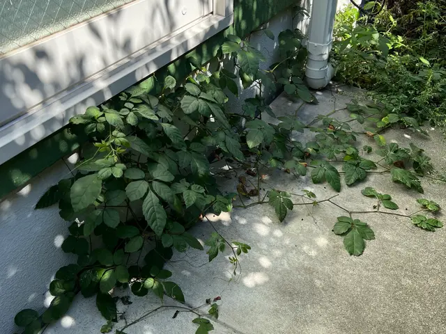 手作業で丁寧除草！庭・駐車場・空き地まで対応します！サービスの画像