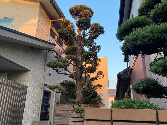 お庭のお手入れから特殊伐採までお任せください！！サービスの画像