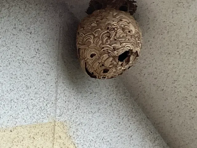 鹿児島蜂駆除サービスの画像