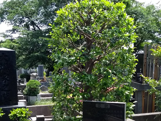 庭師が綺麗にさせていただきます【女性1級造園技能士】サービスの画像