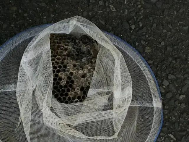 即日対応【蜂の巣駆除】　北九州および近郊　 春季・夏季・秋季 年間40件の実績サービスの画像