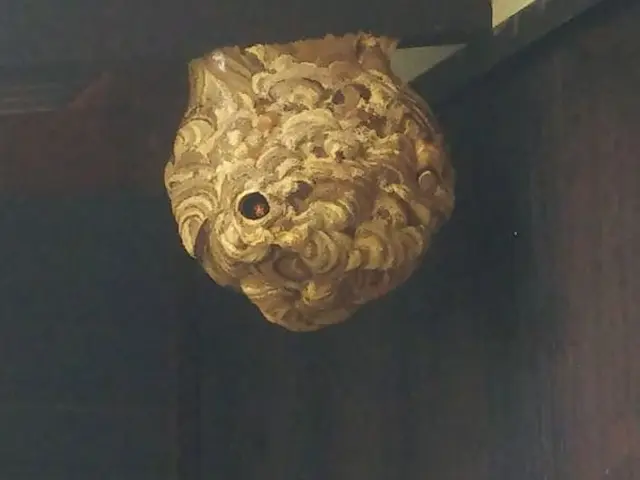 即日対応【蜂の巣駆除】　北九州および近郊　 春季・夏季・秋季 年間40件の実績サービスの画像