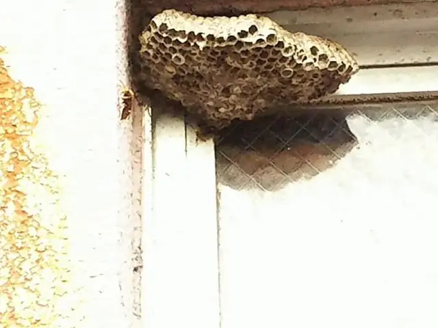 即日対応【蜂の巣駆除】　北九州および近郊　 春季・夏季・秋季 年間40件の実績サービスの画像