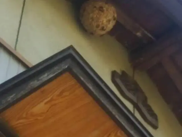 即日対応【蜂の巣駆除】　北九州および近郊　 春季・夏季・秋季 年間40件の実績サービスの画像