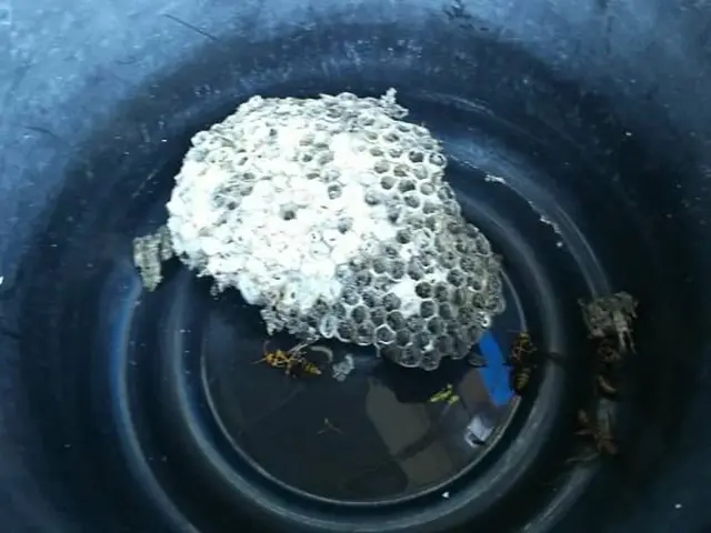 即日対応【蜂の巣駆除】　北九州および近郊　 春季・夏季・秋季 年間40件の実績サービスの画像