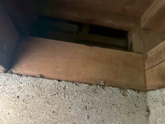 壁紙まで徹底対策！ネズミ駆除12年◎100件以上の実績！サービスの画像