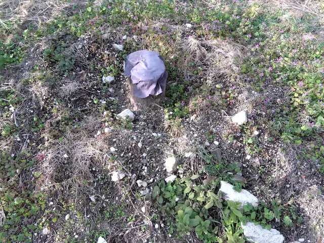 庭木の不要な樹木は任せて下さい。サービスの画像