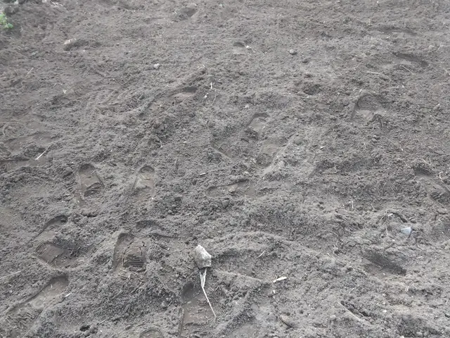 庭木の不要な樹木は任せて下さい。サービスの画像