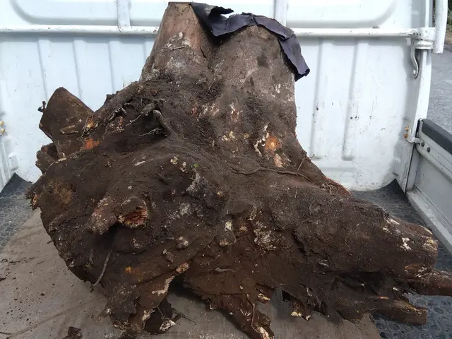 庭木の不要な樹木は任せて下さい。サービスの画像