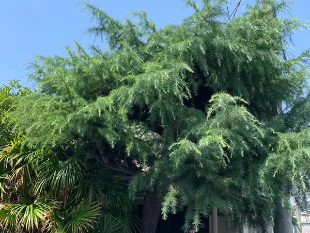 お庭の植木の剪定・伐採・消毒・防草シート施工等サービスの画像