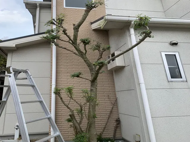 お庭の植木の剪定・伐採・消毒・防草シート施工等サービスの画像