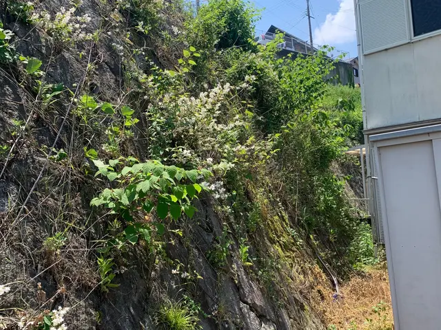 お庭の植木の剪定・伐採・消毒・防草シート施工等サービスの画像