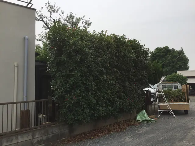 【庭師実績16年】本来の自然な木の姿戻します●まとめ割引有り２本目から20%引きサービスの画像
