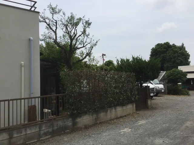 【庭師実績16年】本来の自然な木の姿戻します●まとめ割引有り２本目から20%引きサービスの画像