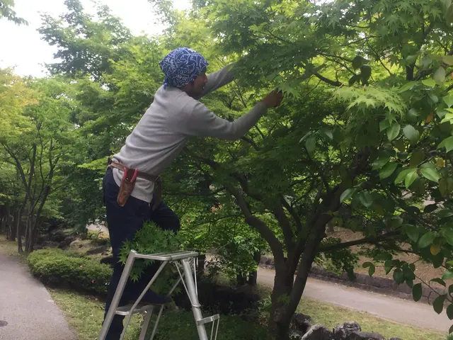 【庭師実績16年】本来の自然な木の姿戻します●まとめ割引有り２本目から20%引きサービスの画像