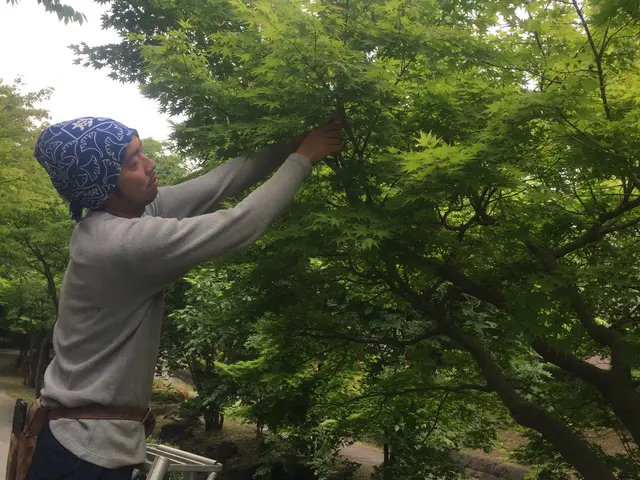 【庭師実績16年】本来の自然な木の姿戻します●まとめ割引有り２本目から20%引きサービスの画像