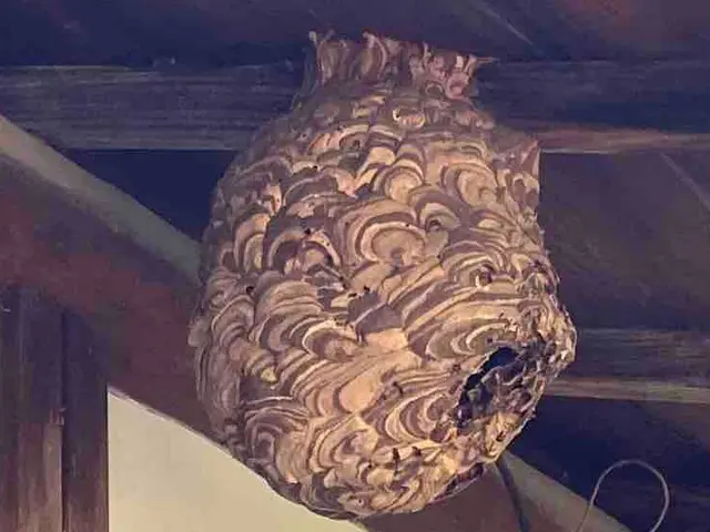 低所の蜂駆除専門サービスの画像