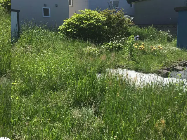 空地・管理地 草刈り代行サービスサービスの画像