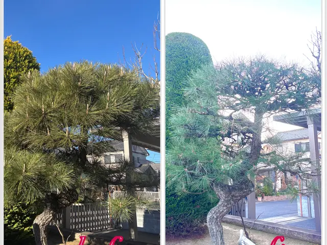 大宮氷川神社と盆栽村で腕を磨いた１級造園施工管理技士補★光と風を感じる自然風剪定サービスの画像