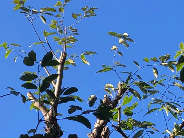 大宮氷川神社と盆栽村で腕を磨いた１級造園施工管理技士補★光と風を感じる自然風剪定サービスの画像