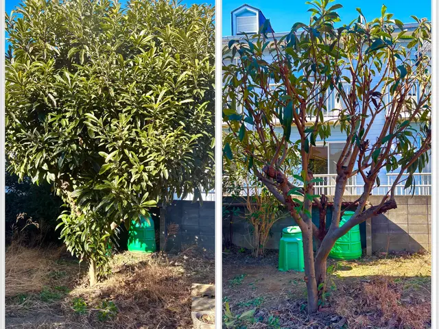 大宮氷川神社と盆栽村で腕を磨いた１級造園施工管理技士補★光と風を感じる自然風剪定サービスの画像