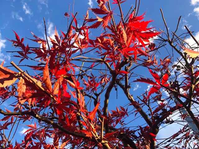 大宮氷川神社と盆栽村で腕を磨いた１級造園施工管理技士補★光と風を感じる自然風剪定サービスの画像