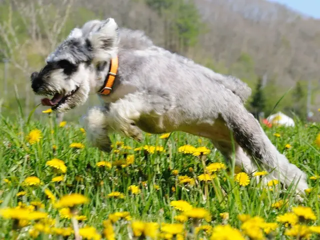 ペットの出張撮影・ロケーション撮影で輝く命を永遠に残します。