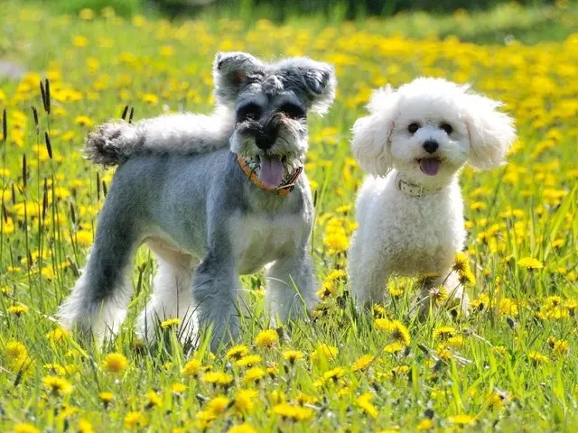 ペットの出張撮影・ロケーション撮影で輝く命を永遠に残します。