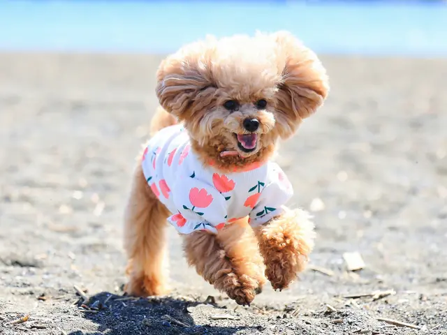 撮影歴7年・のべ数千頭の撮影実績！湘南〜西湘エリアの自然を生かしたナチュラル撮影