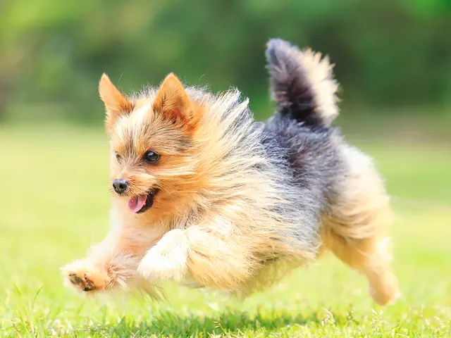 撮影歴7年・のべ数千頭の撮影実績！湘南〜西湘エリアの自然を生かしたナチュラル撮影