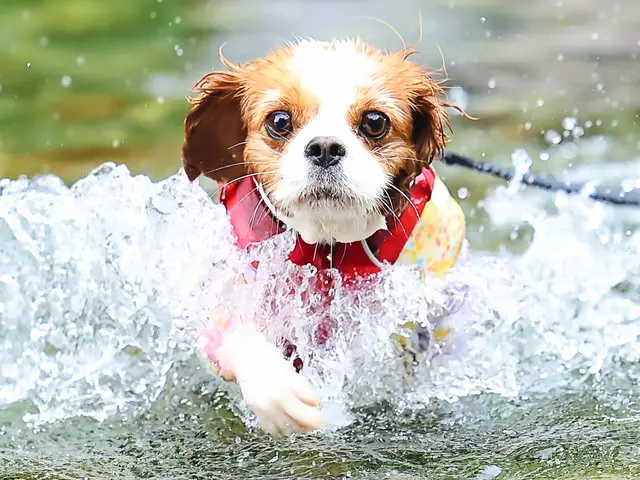 撮影歴7年・のべ数千頭の撮影実績！湘南〜西湘エリアの自然を生かしたナチュラル撮影