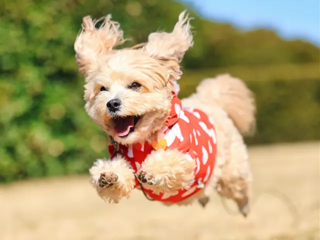 撮影歴7年・のべ数千頭の撮影実績！湘南〜西湘エリアの自然を生かしたナチュラル撮影