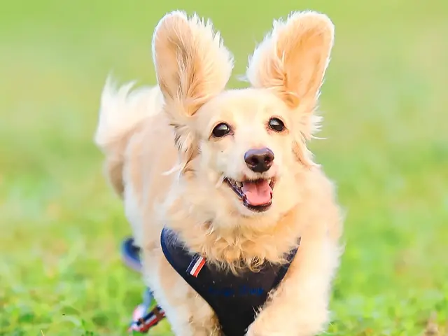 撮影歴7年・のべ数千頭の撮影実績！湘南〜西湘エリアの自然を生かしたナチュラル撮影