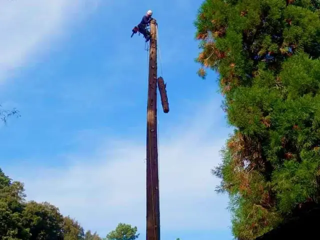 《空師》特殊伐採専門!【宇佐市より各地へお伺いします！】サービスの画像