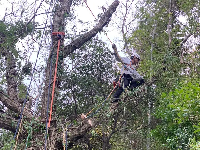 《空師》特殊伐採専門!【宇佐市より各地へお伺いします！】サービスの画像