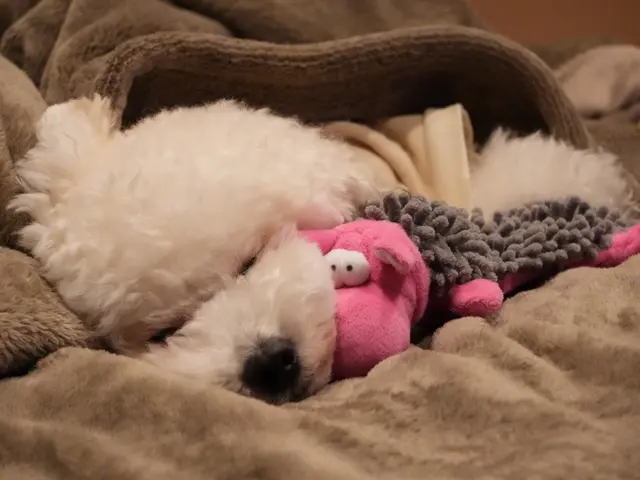 【全データ200枚以上お渡し★】家族もペットも安心撮影♪QR決済対応◎