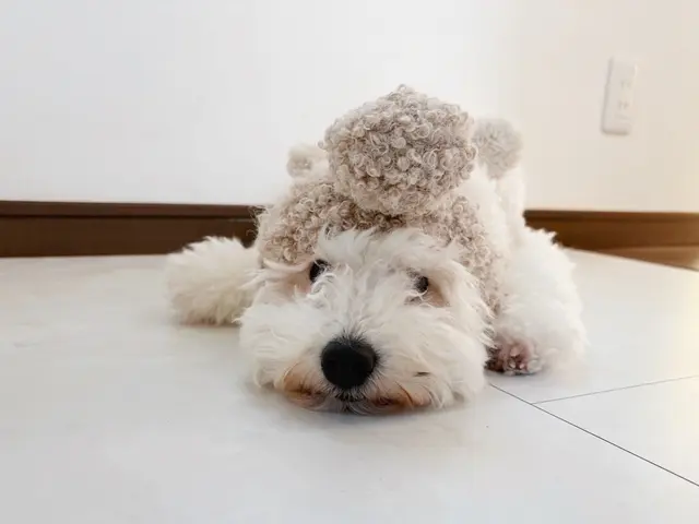 【全データ200枚以上お渡し★】家族もペットも安心撮影♪QR決済対応◎