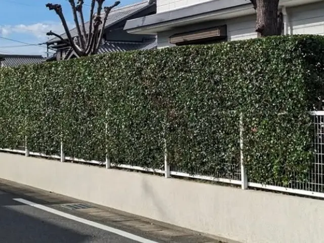 ◇家まわりの生垣まっすぐ刈り込みます◇サービスの画像