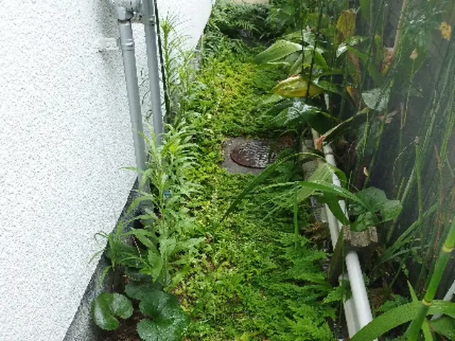 草むしり（手作業）サービスの画像