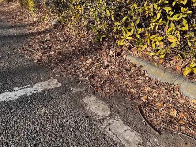 ◆広い場所の落ち葉回収なら重機、ダンプを所有している当社におかせください◆サービスの画像