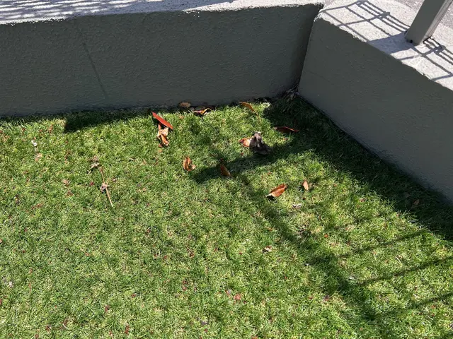 ◆広い場所の落ち葉回収なら重機、ダンプを所有している当社におかせください◆サービスの画像