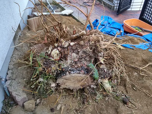 お客様に寄り添った庭木伐採・抜根サービス！《特殊伐採可能》サービスの画像