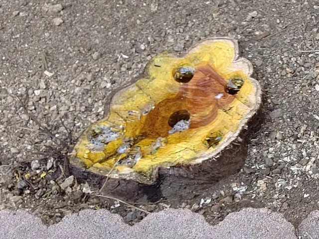 お客様に寄り添った庭木伐採・抜根サービス！《特殊伐採可能》サービスの画像