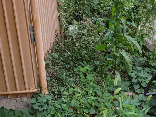 【くらマアワード受賞店】アパート•戸建•店舗•空き家など≪除草作業≫即対応！！サービスの画像