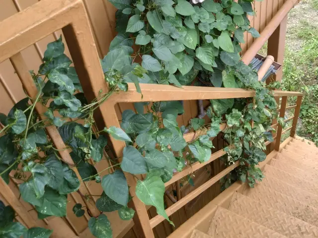 【くらマアワード受賞店】アパート•戸建•店舗•空き家など≪除草作業≫即対応！！サービスの画像