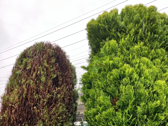 新規出店◎理想通りの仕上がりにお手入れ・庭造り【立合い不要・留守中作業可】サービスの画像