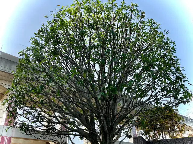 新規出店◎理想通りの仕上がりにお手入れ・庭造り【立合い不要・留守中作業可】サービスの画像