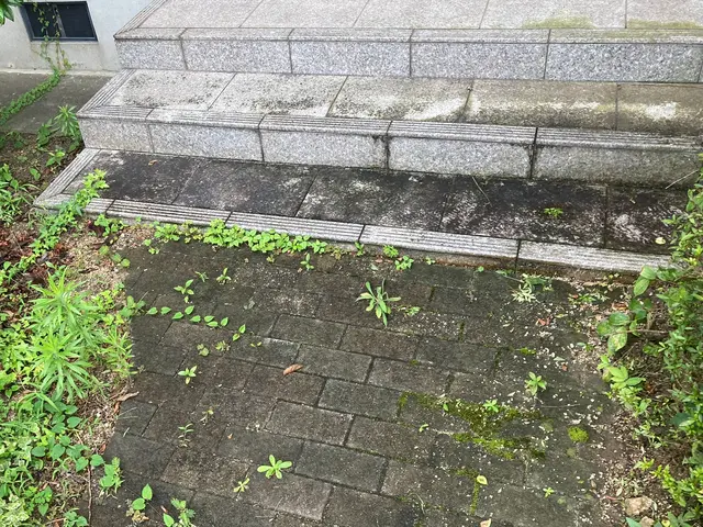 枯葉、枯草、枯れ枝回収します！年末のお庭の大掃除お任せ下さい！サービスの画像